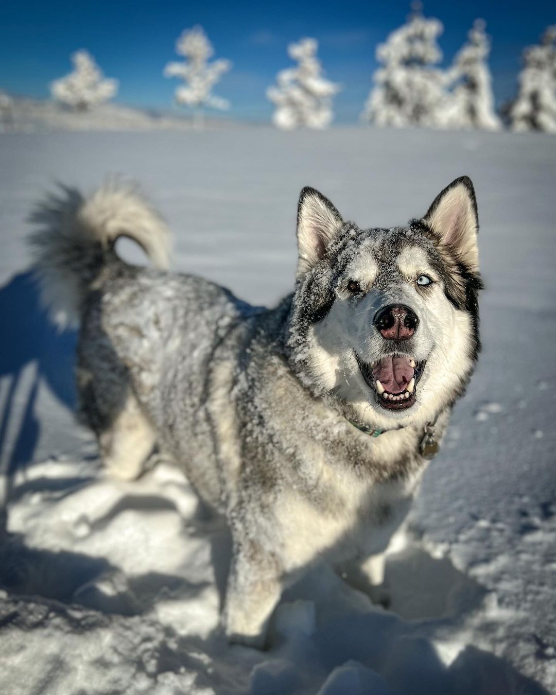 Choji the Husky is the happiest dog in the world