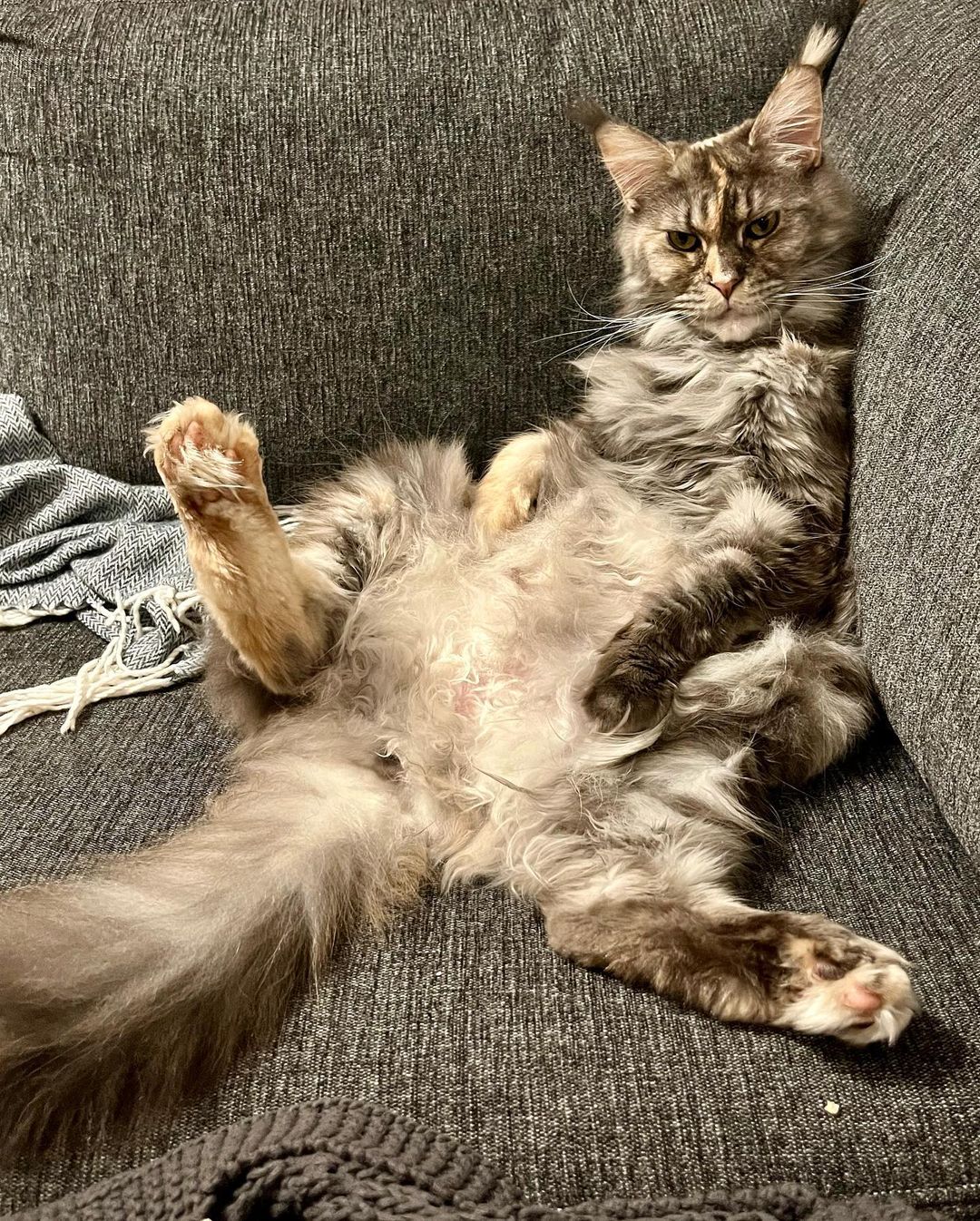 A sitting Maine Coon Cat