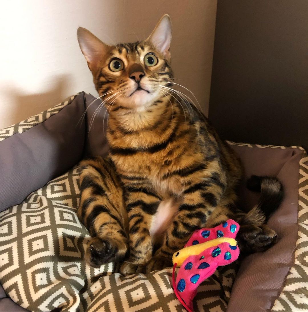 A sitting Bengal cat