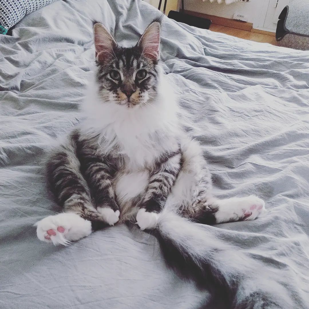 A fluffy cat chilling in bed