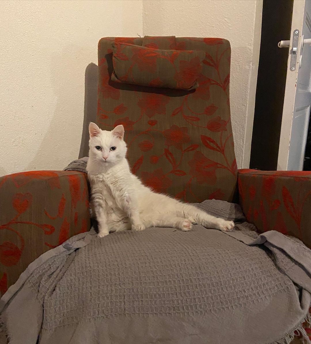 A cat sitting on a sofa