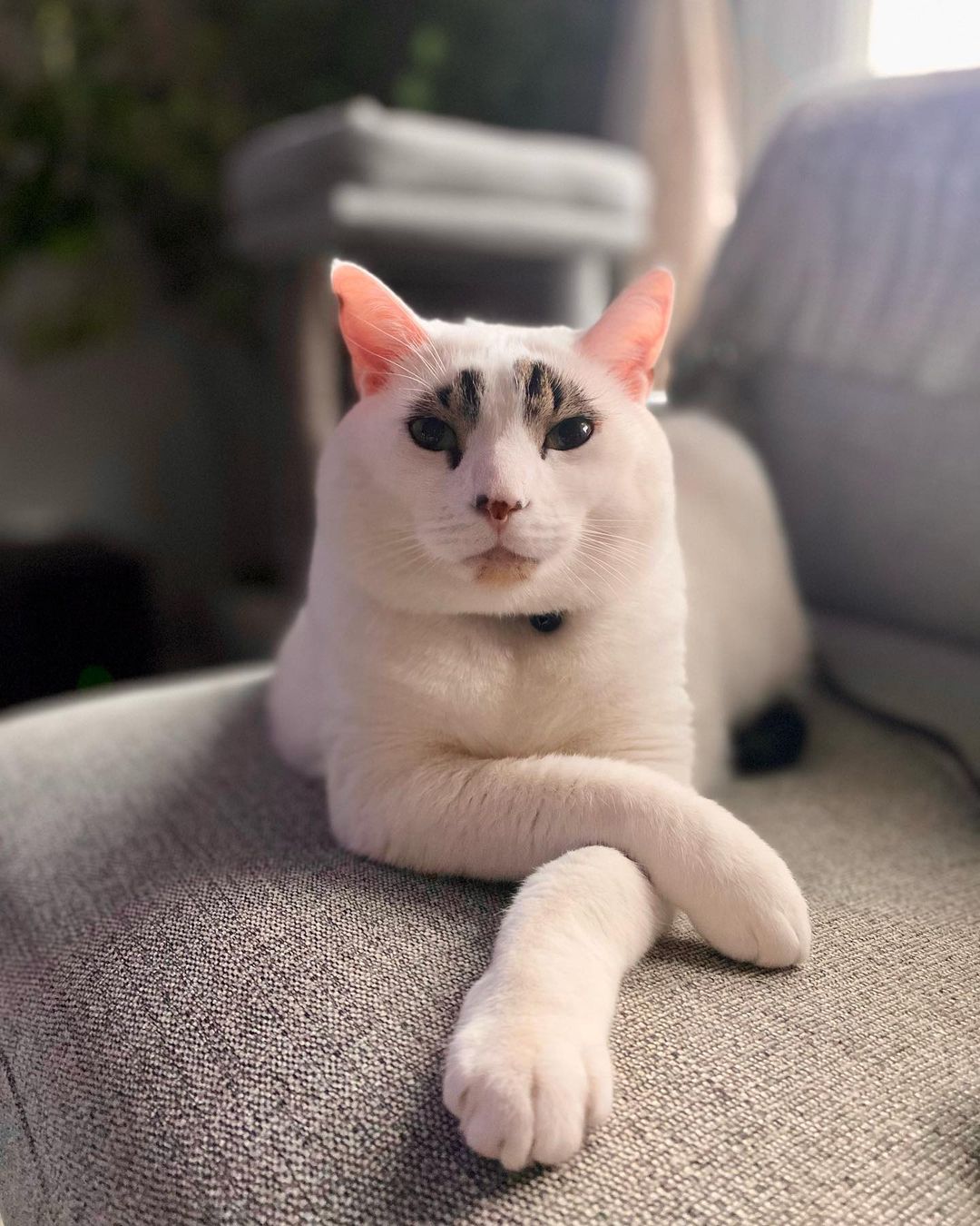 Squid the rescue cat