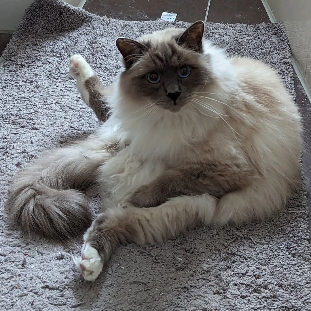 Darwin the sitting cat