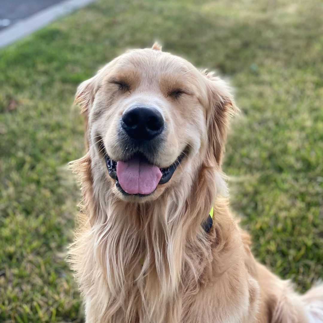 Scout, the Golden Retriever