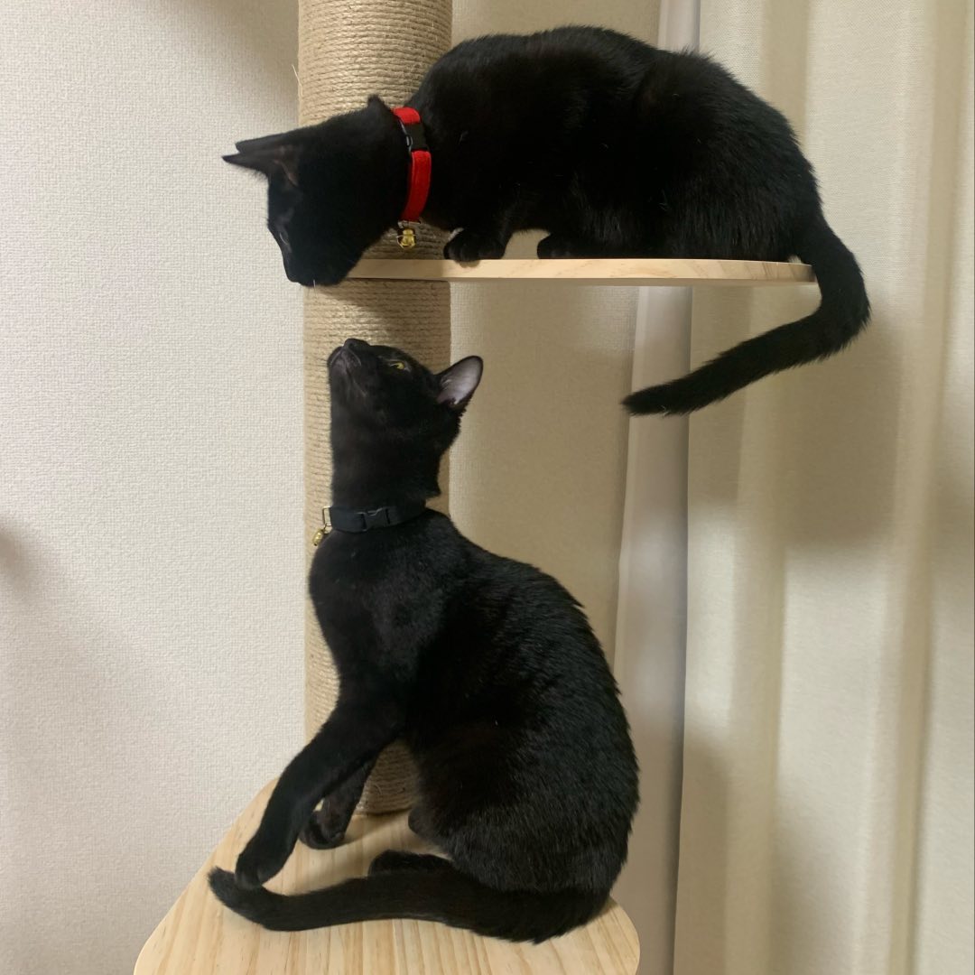 Twin Black Cats
