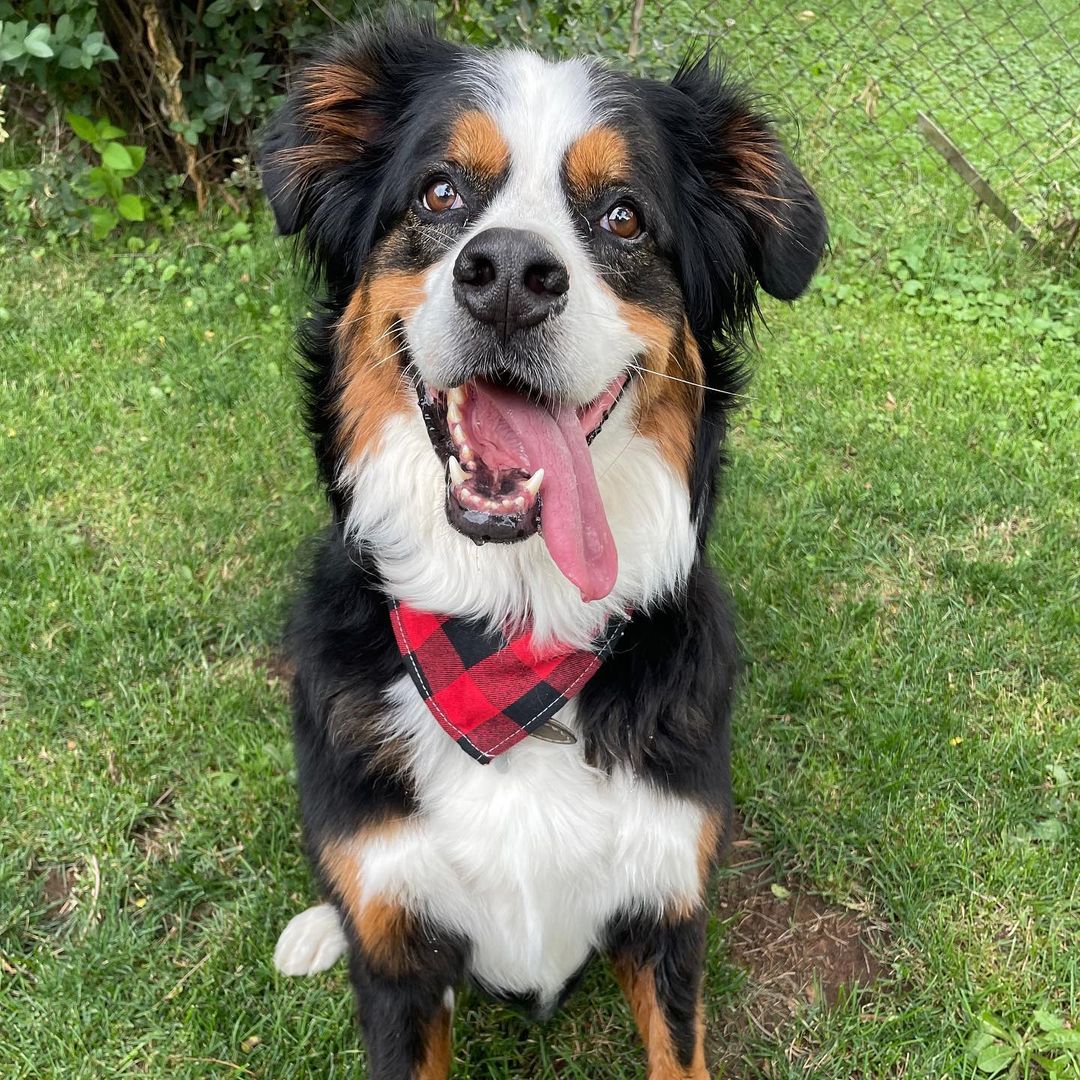 Loki, the Dopey Bernese