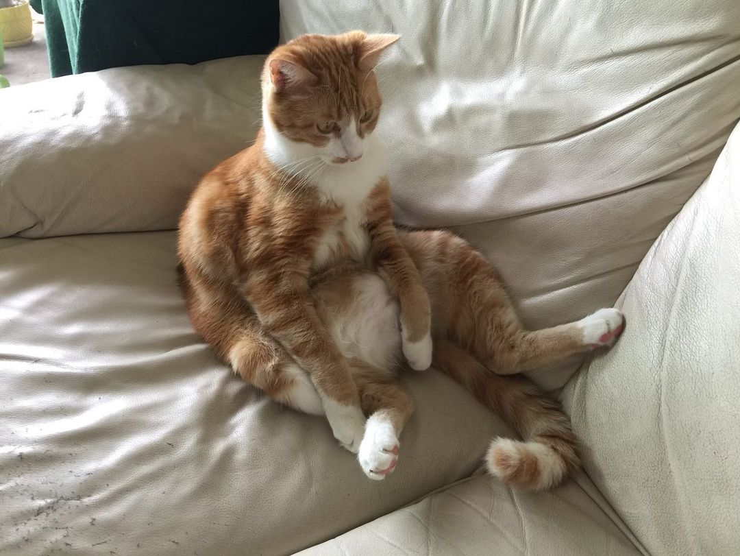 An orange cat sitting like a person