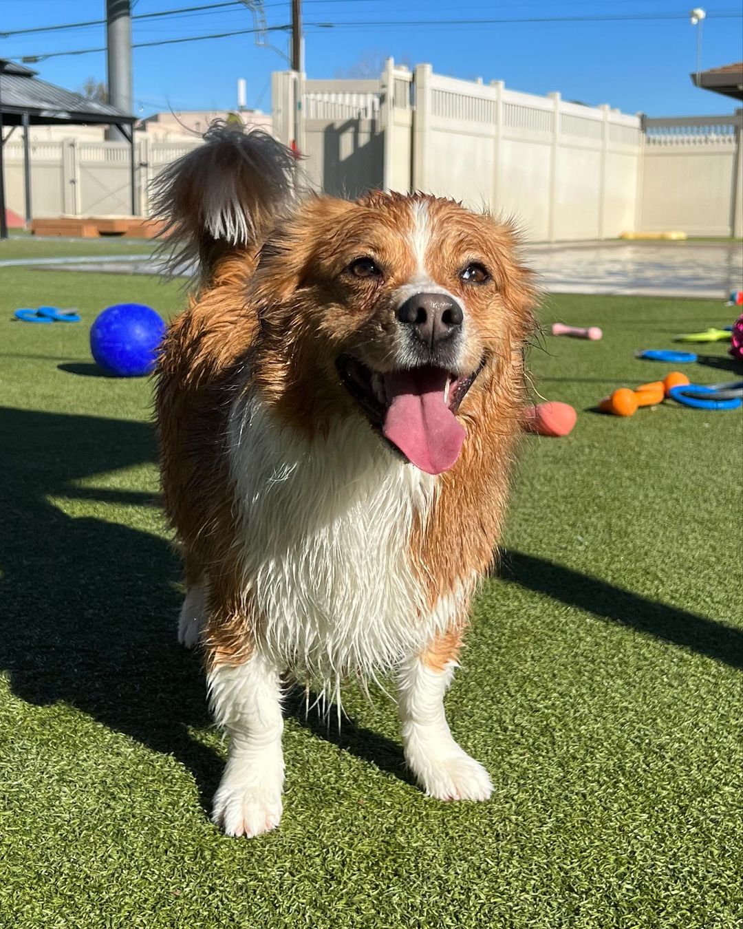 Alexis Rose, the dog