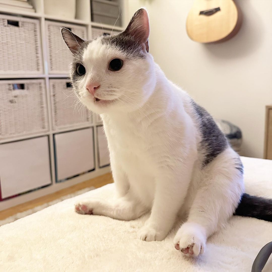 A cute cat's sitting position