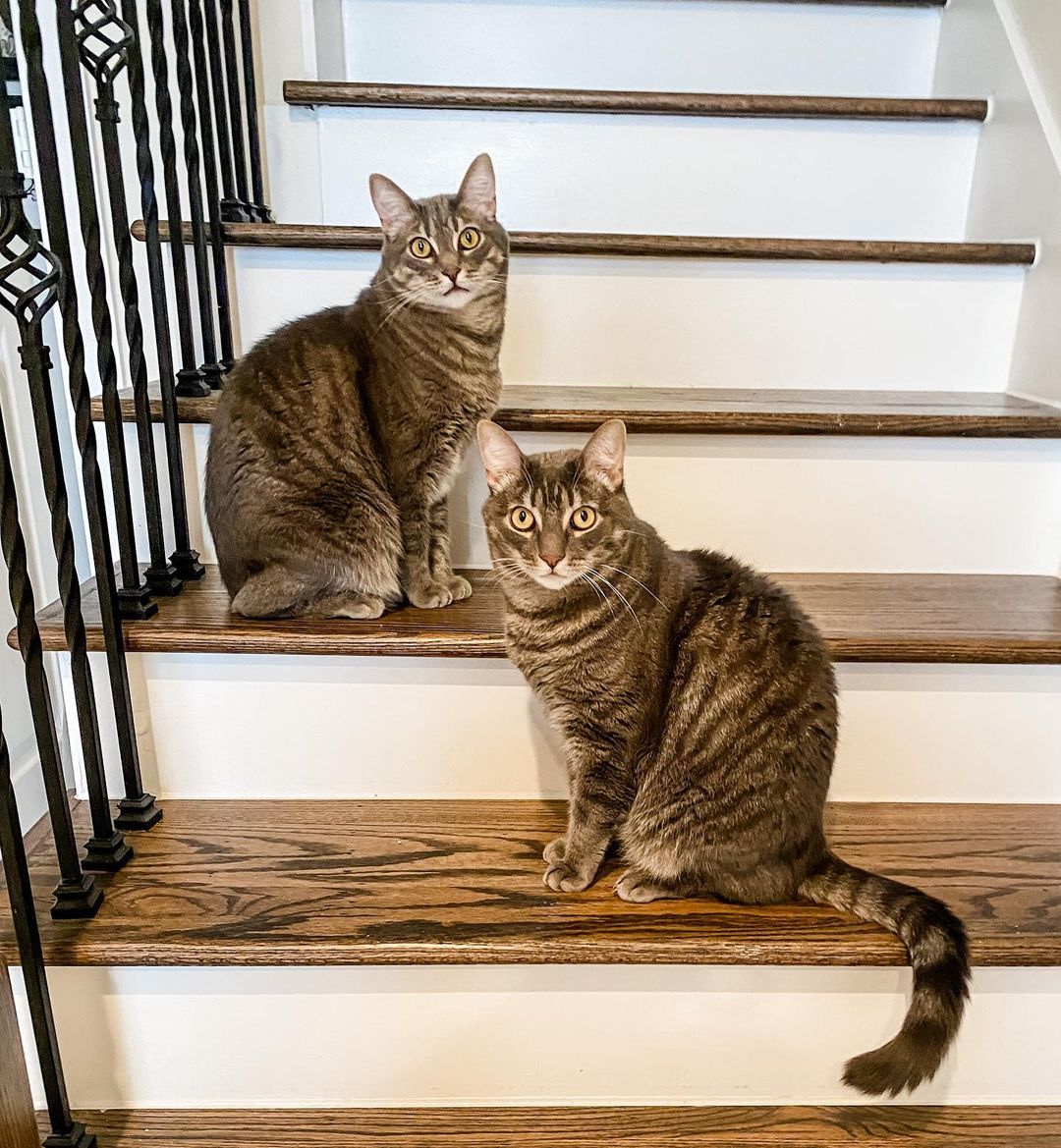 Stella and Sol, twin cats in Texas