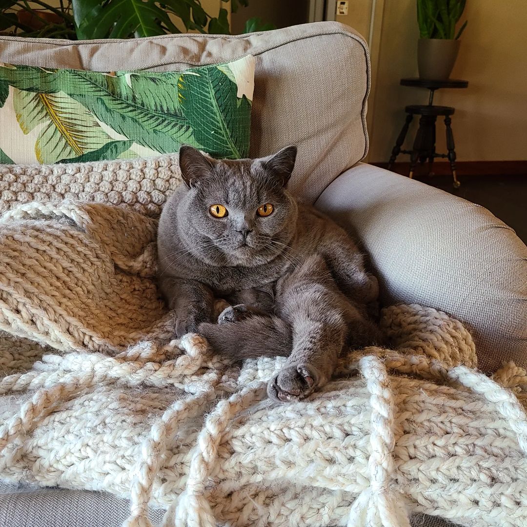 A sitting British Shorthair cat