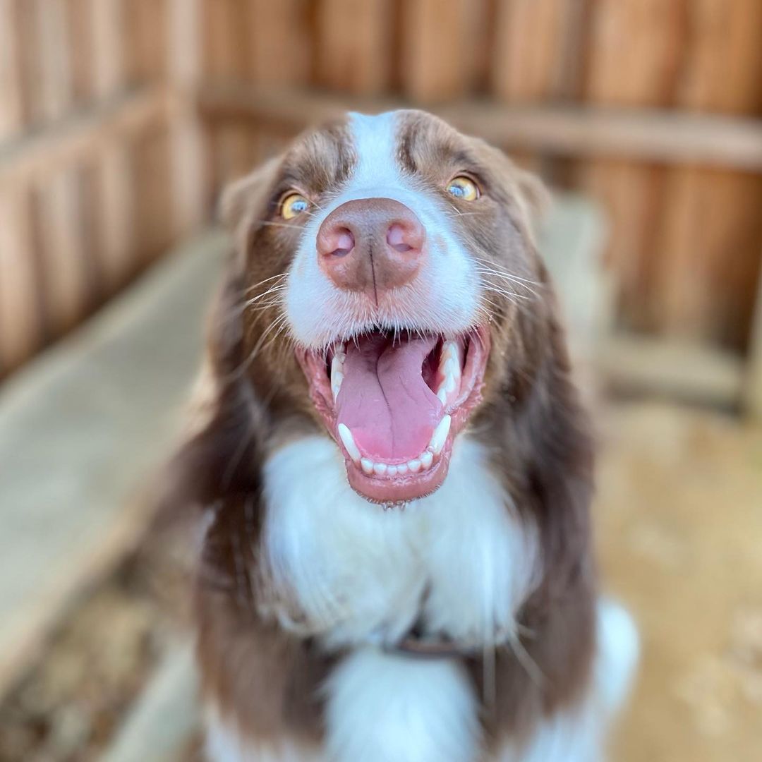 Pipa, the Border Collie