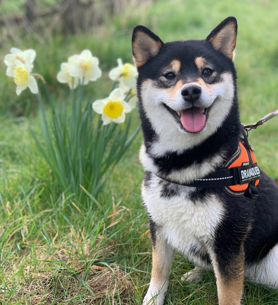 Maya, the Shiba Inu
