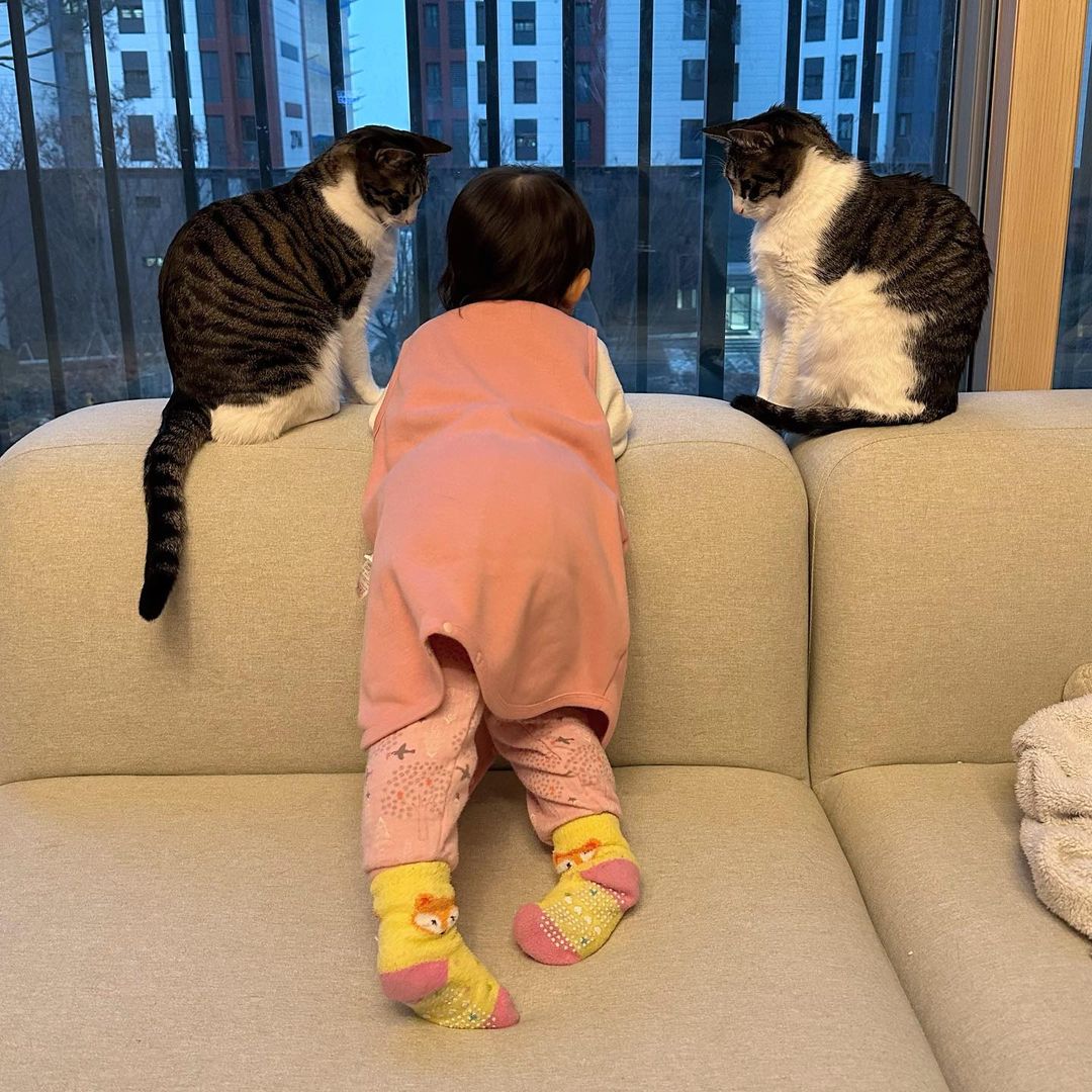 Twin cats and a toddler