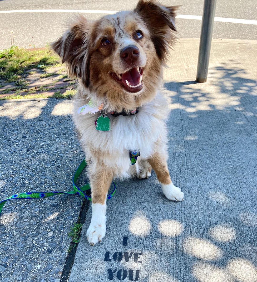 Bailey, the Australian Shepherd