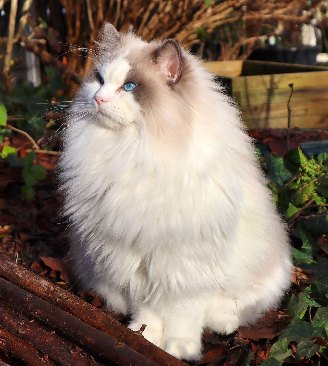 A ragdoll sitting cat