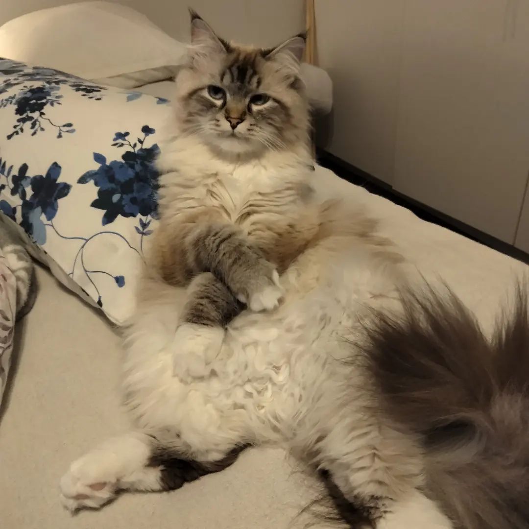 A fluffy cat sitting like a human