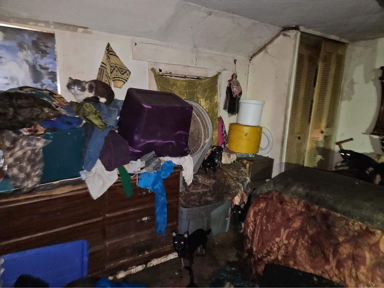 Dogs and cats living in filth