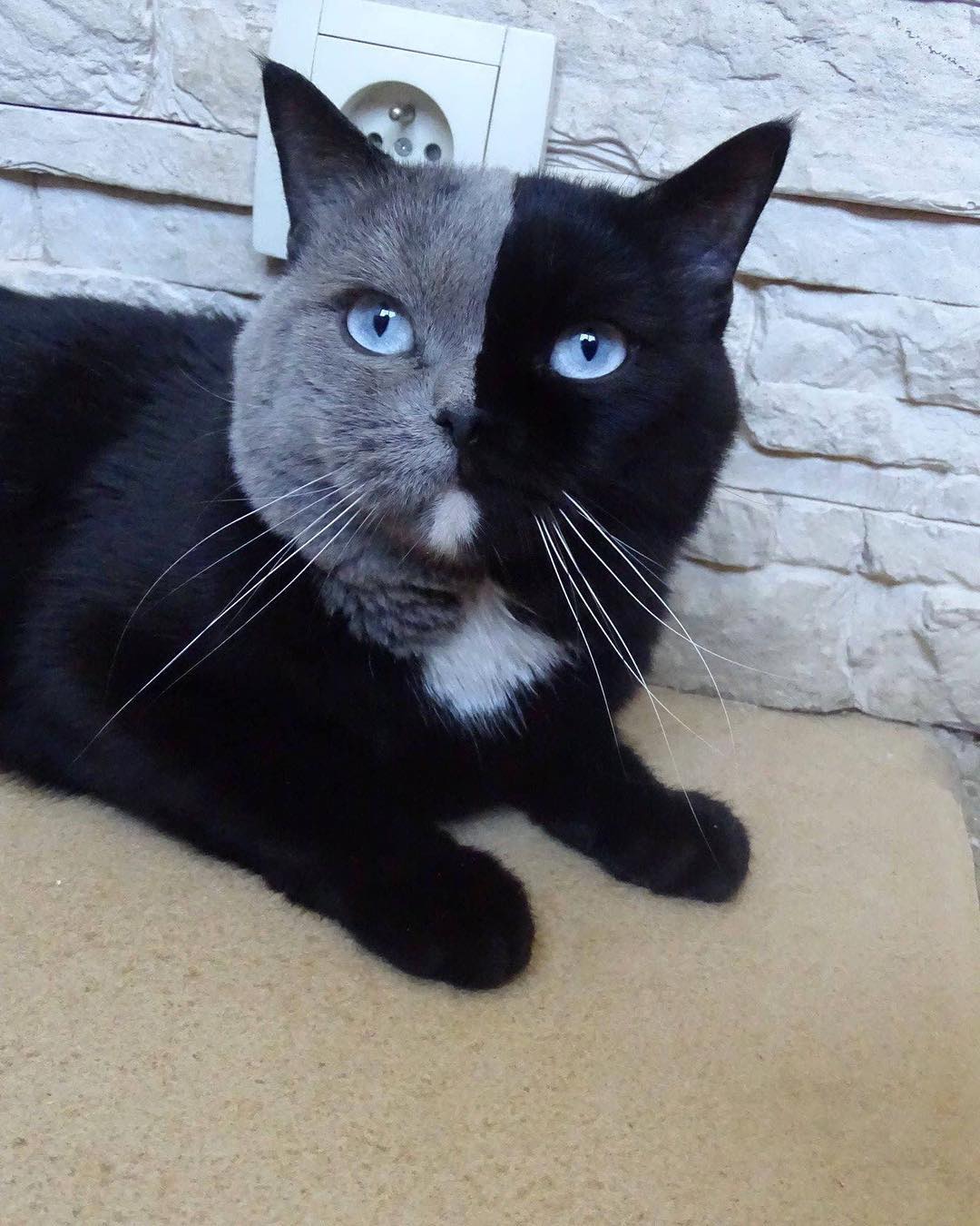 Narnia the two-faced cat