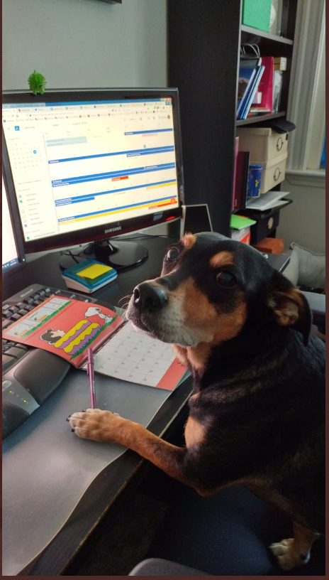 A cat summoning a dog out of bed
