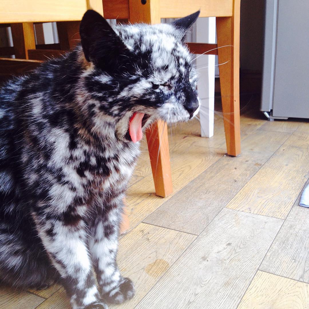 A cat with a marble patterned fur