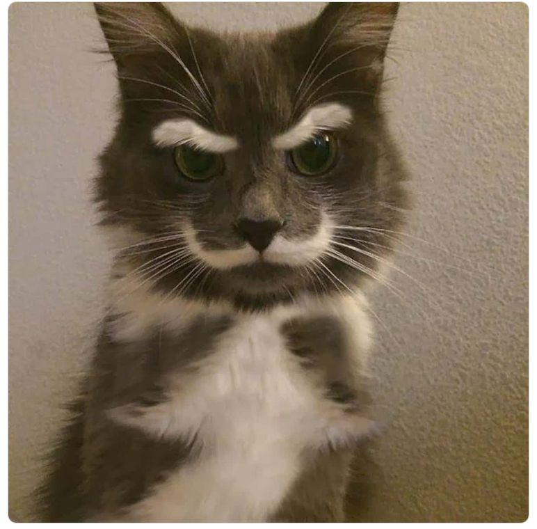 A cat with angry eyebrows and a nice curly mustache