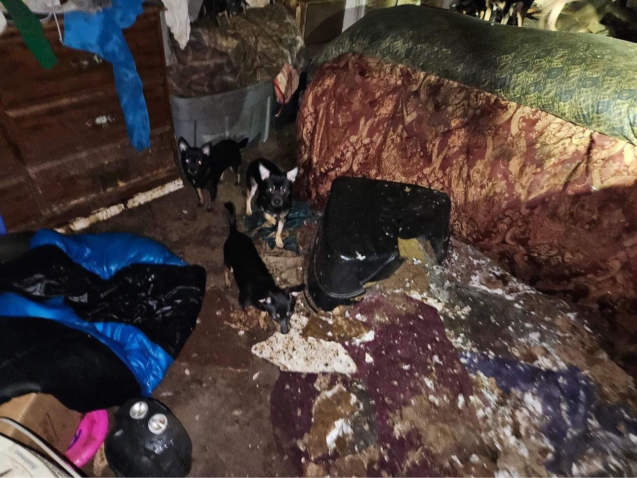 Dogs and cats living in filth