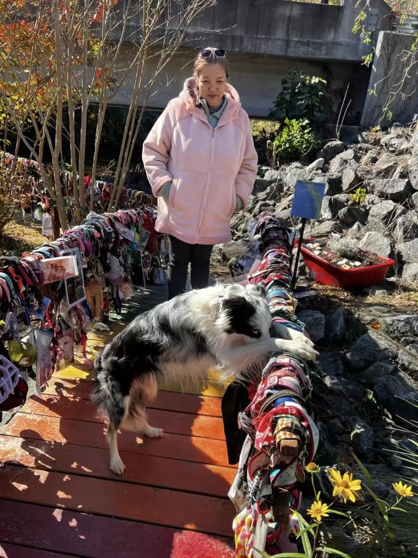 Bingo, the rescue dog