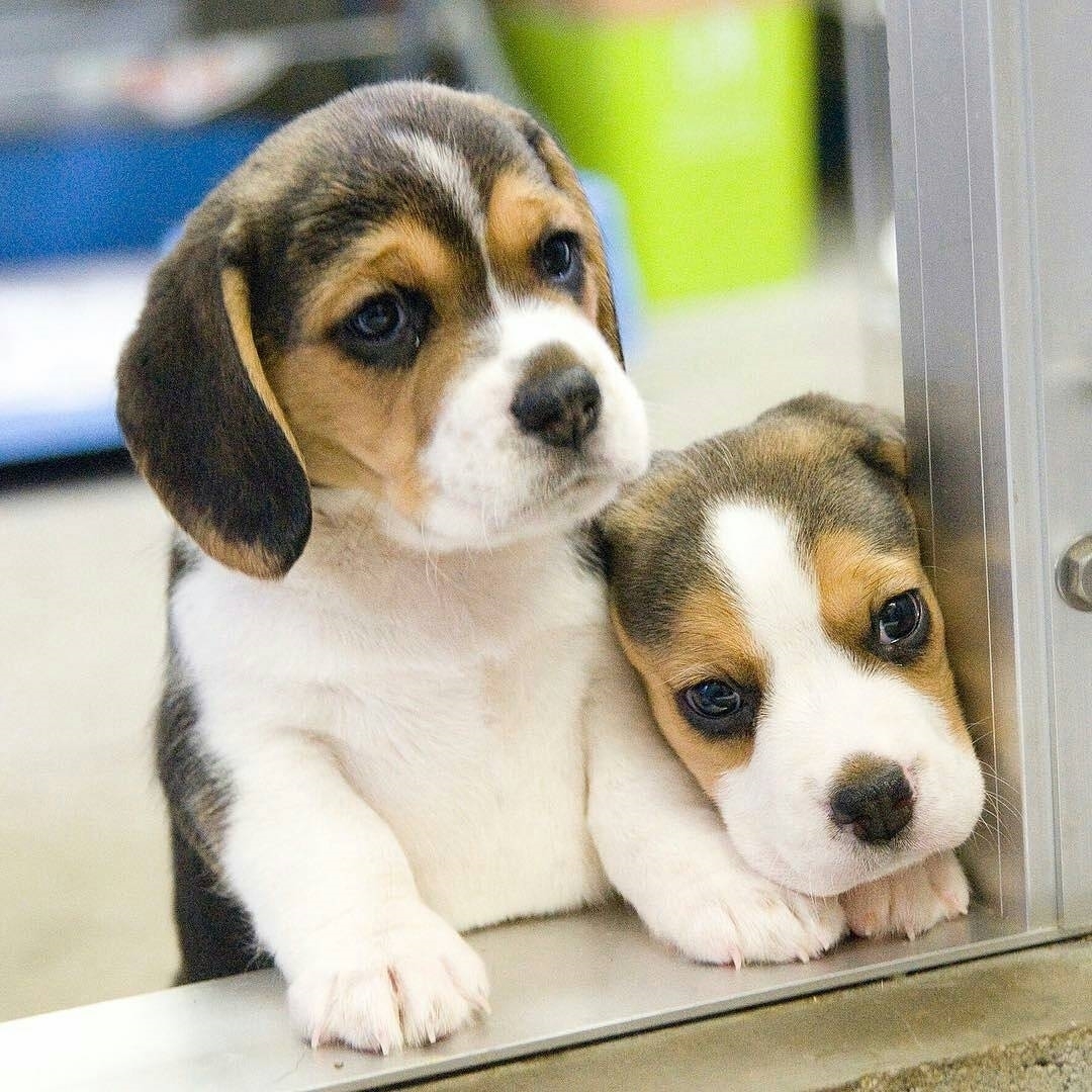 Beagles