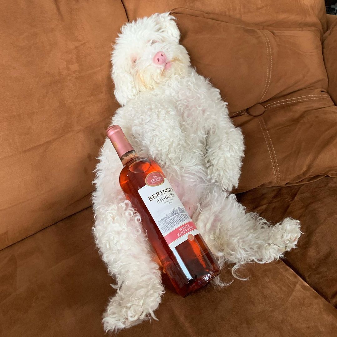 Bella the Albino Bichon Frise