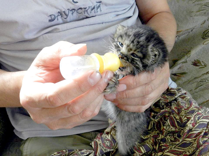 Baby Pallas's cat being fed