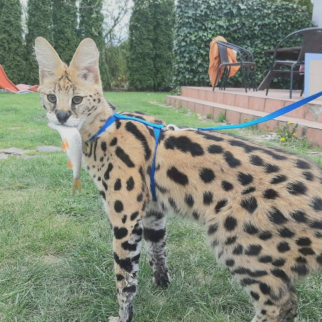 A pet serval cat holding a fish in its mouth