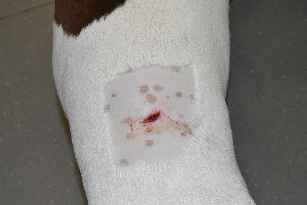 Aqua the dog's body wounds