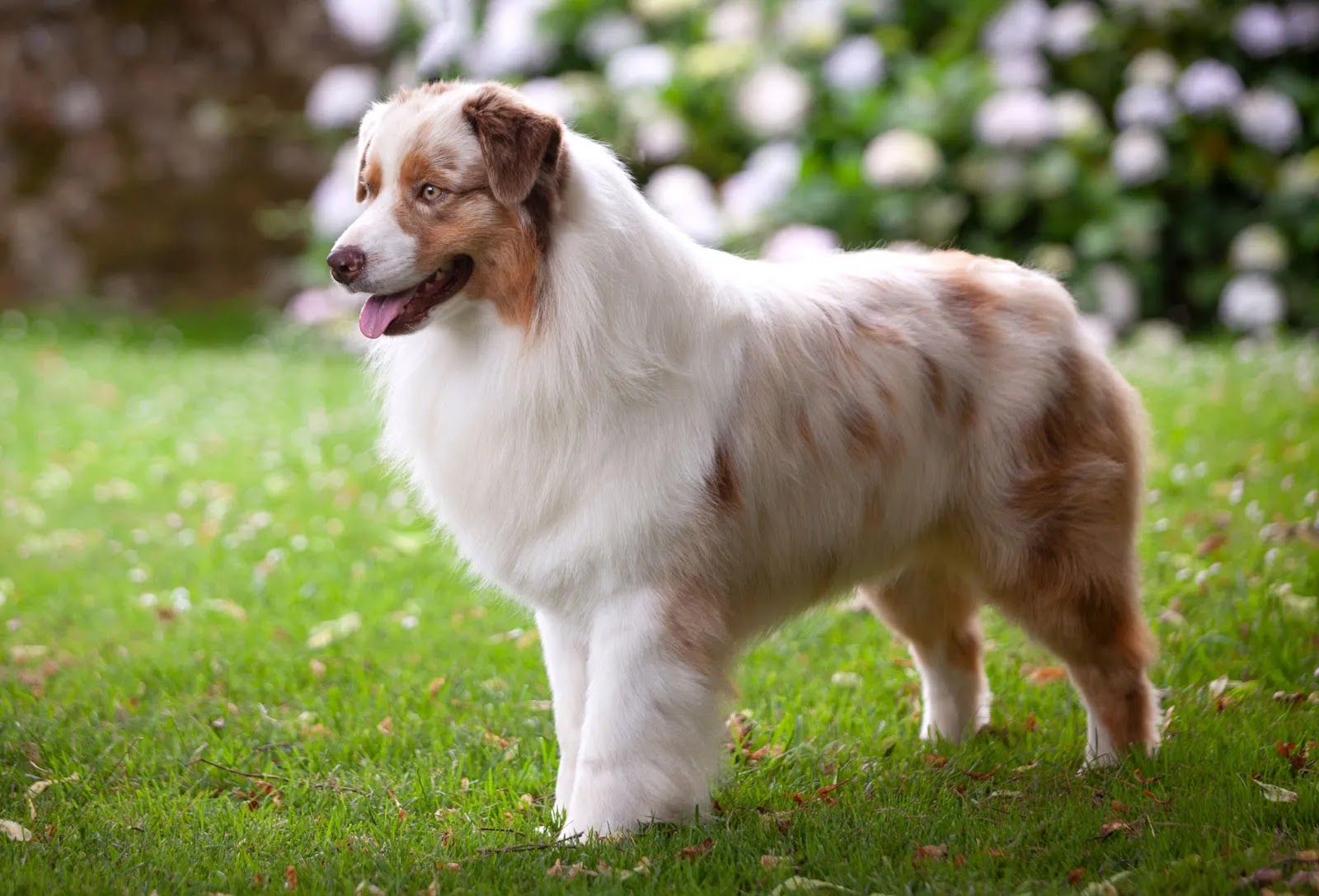 A well-groomed red merle Australian Shepherd