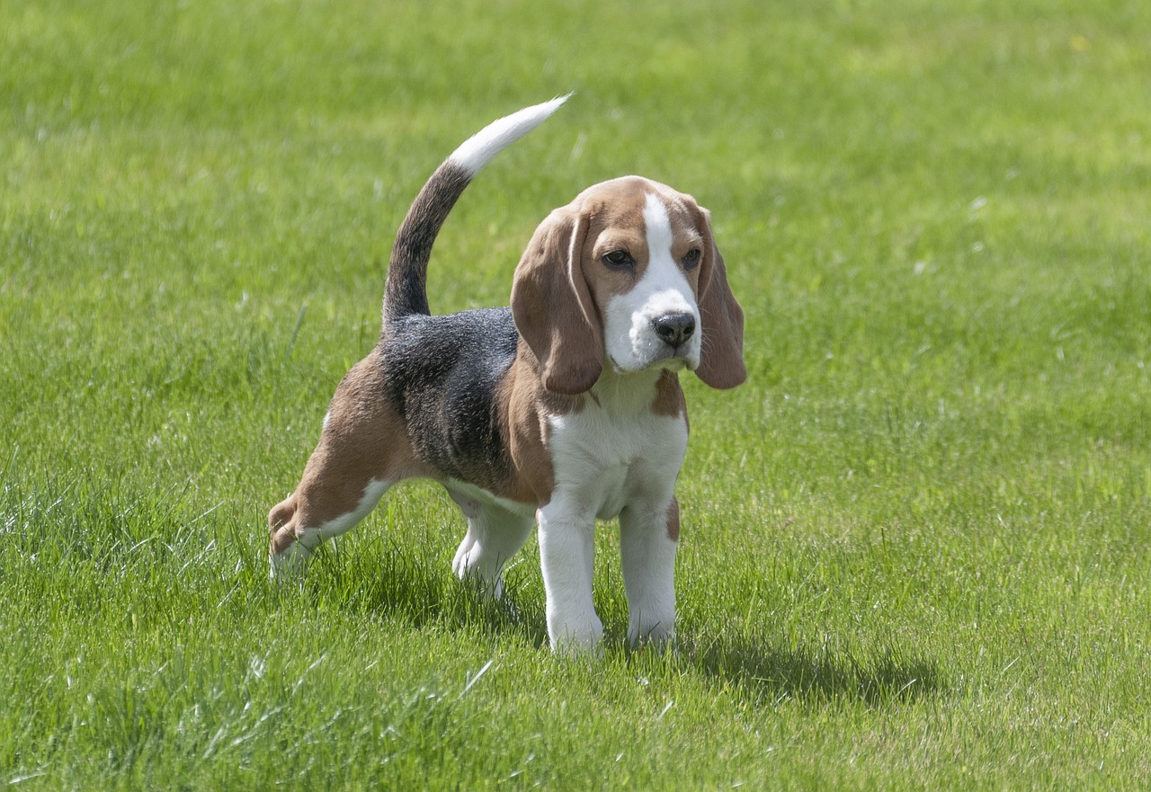 a Beagle puppy