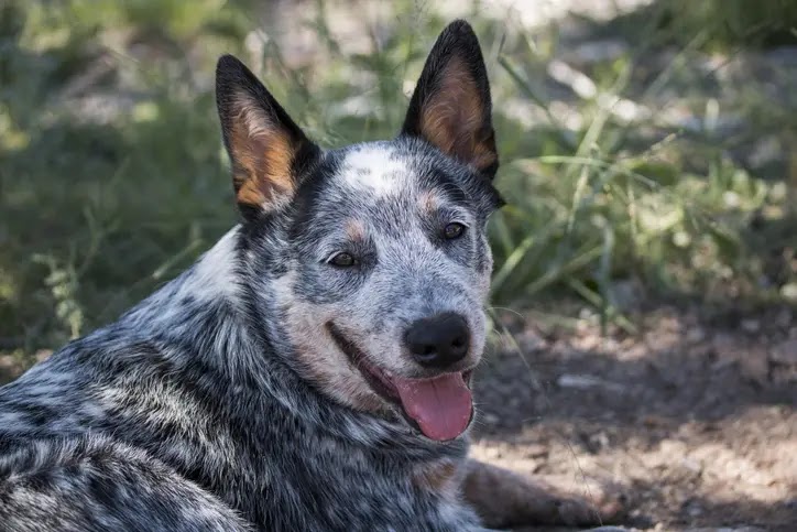 Australian Cattle Dog