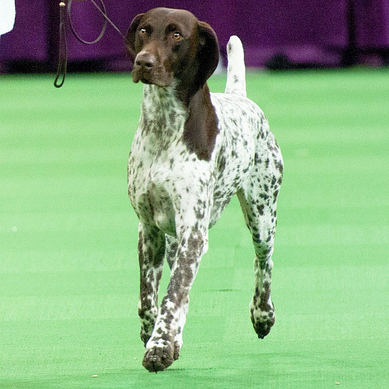 Westminster 2016 Best in Show: CJ the German Shorthaired Pointer