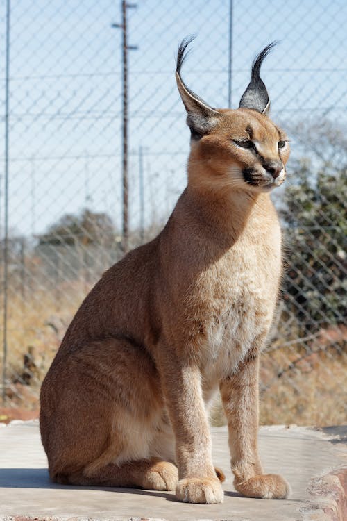 A sitting Caracal