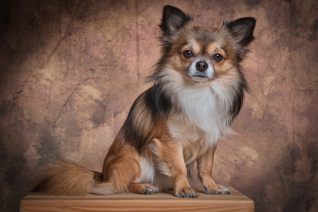A long-haired Chihuahua