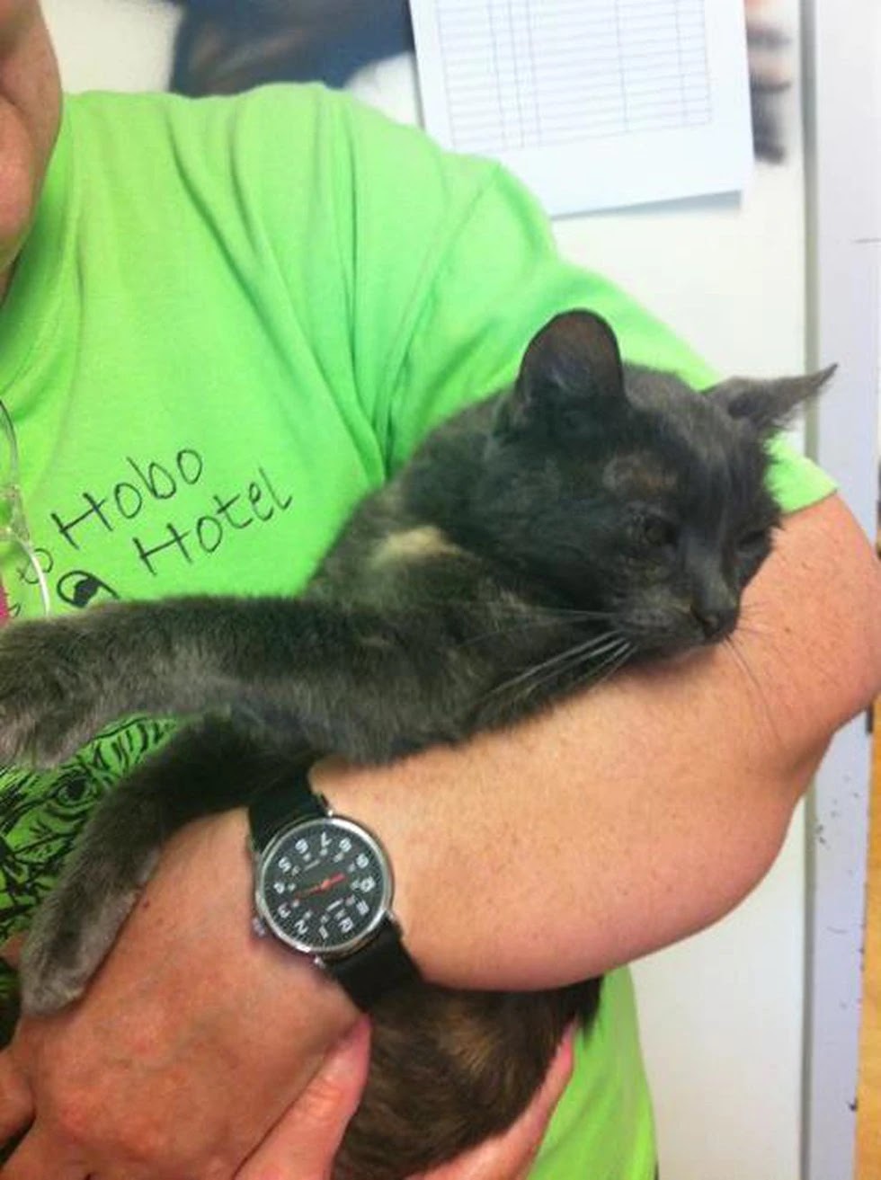 Hobo the oldest cat in Louisiana