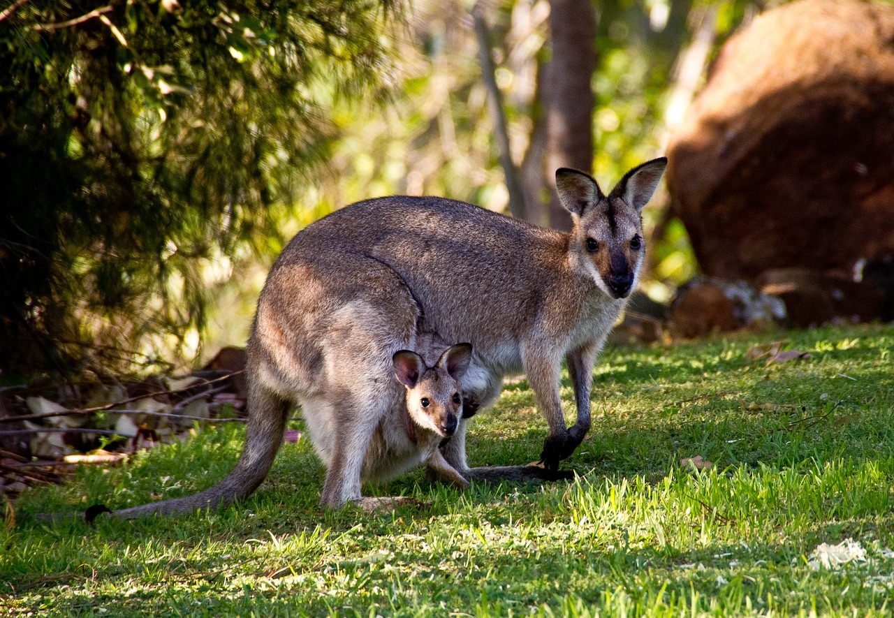 A Kangaroo and its child