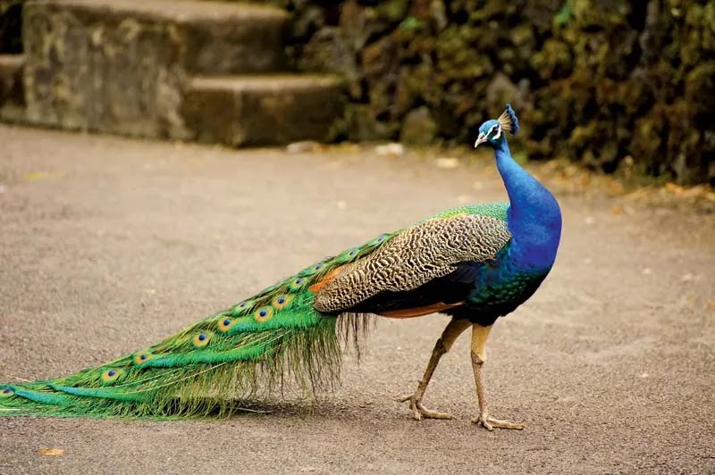A cute Peacock