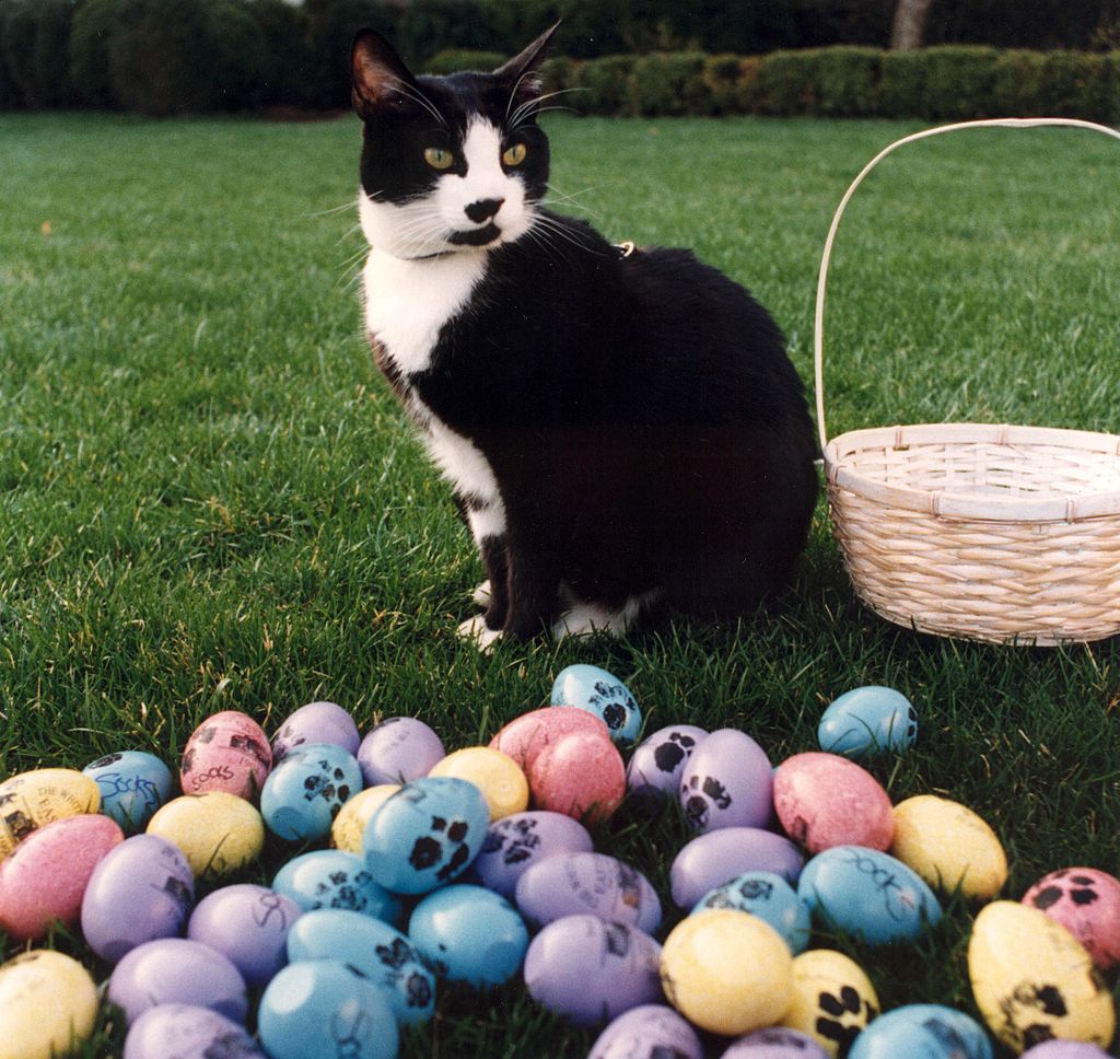 Socks, Bill Clinton's Pet Cat