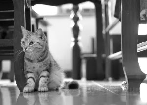 Puffins, Woodrow Wilson’s Cat