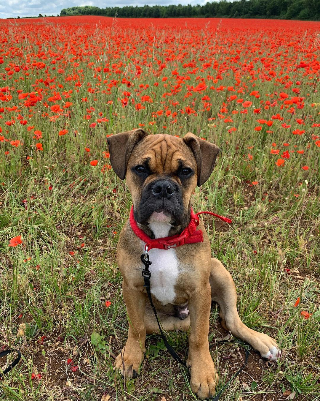 An American French Bulldog