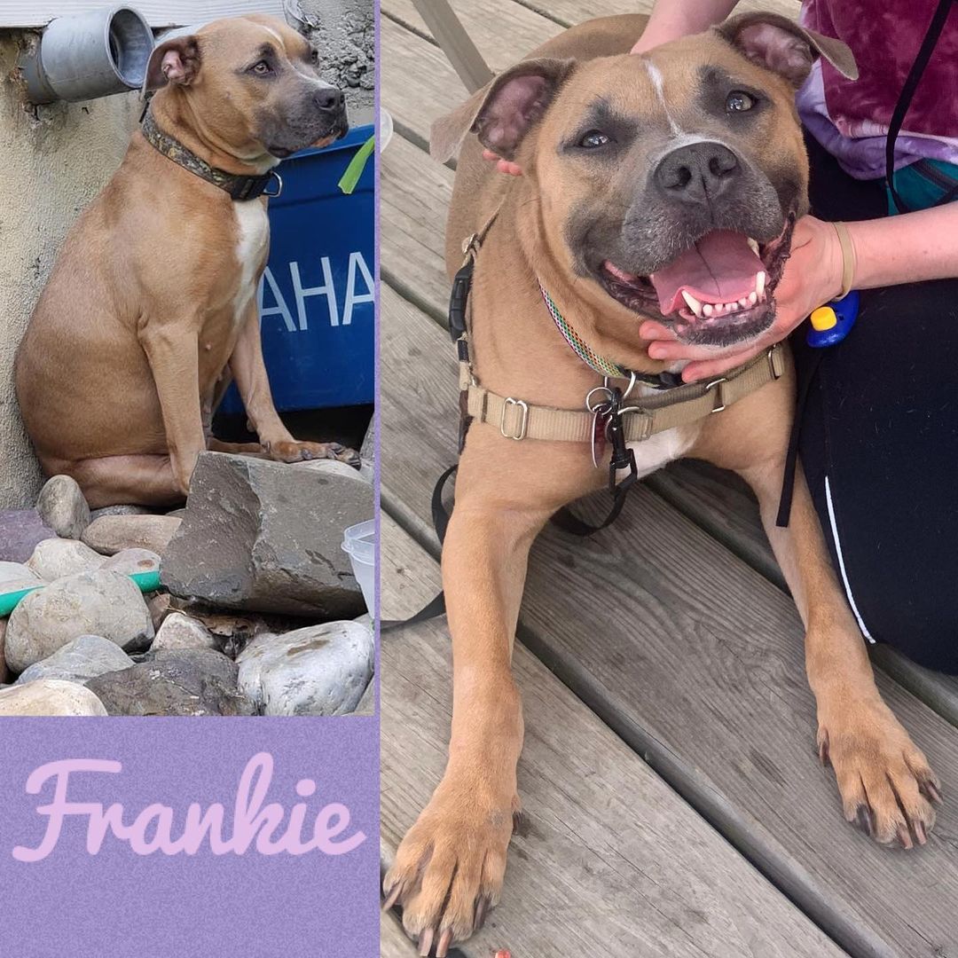 Frankie The Rescue Dog