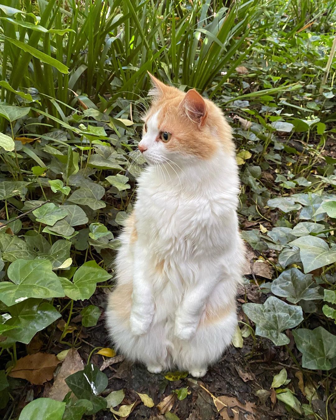 A cute standing cat