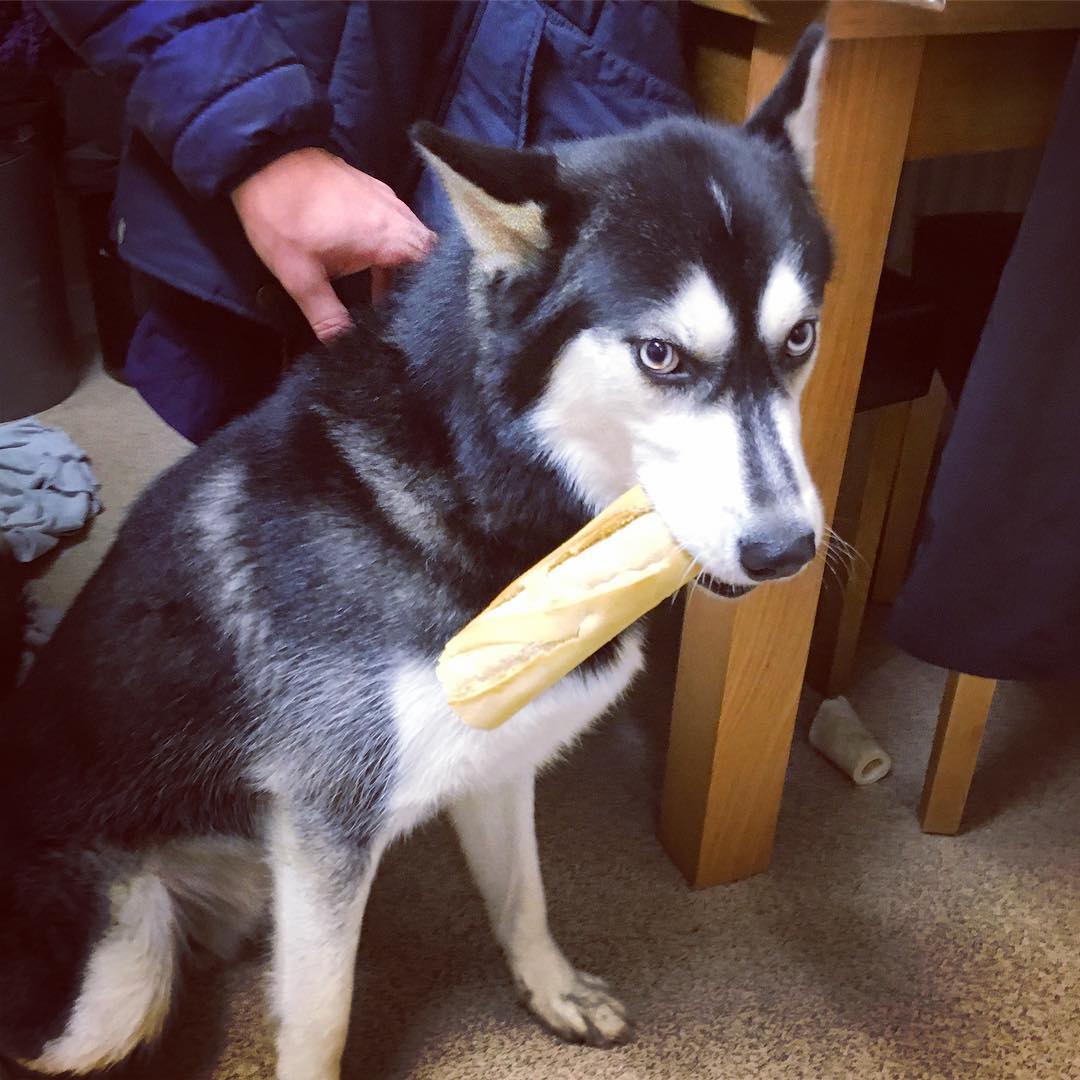 Dog caught with bread in its mouth
