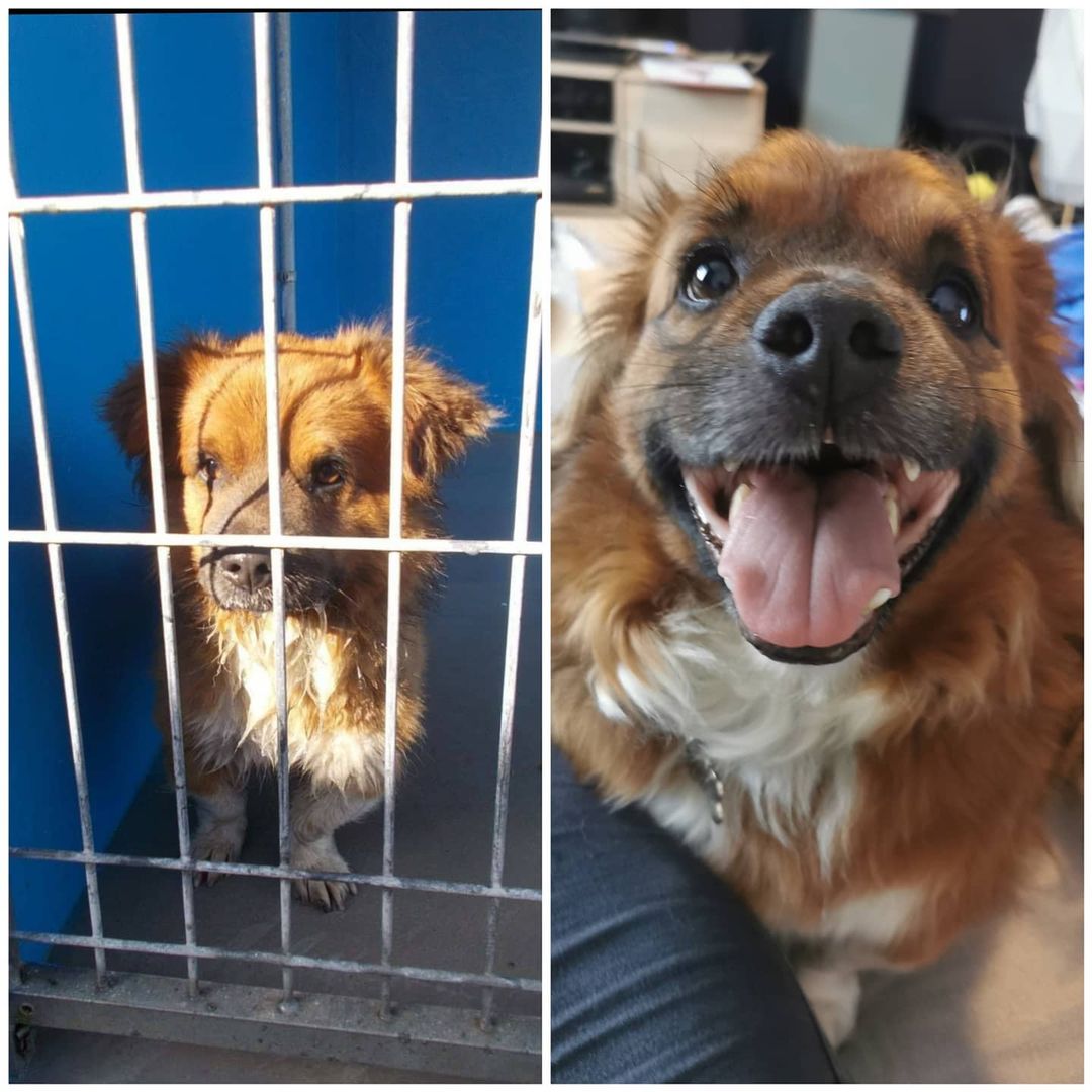 Tierschutzhund Beppo dog