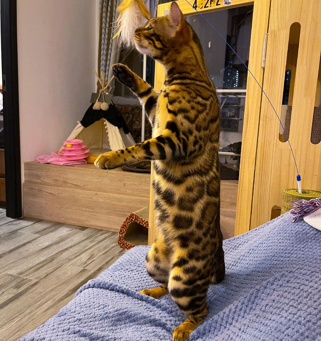 Standing Bengal cat